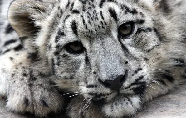 Face, predator, Snow Leopard, IRBIS, snow leopard