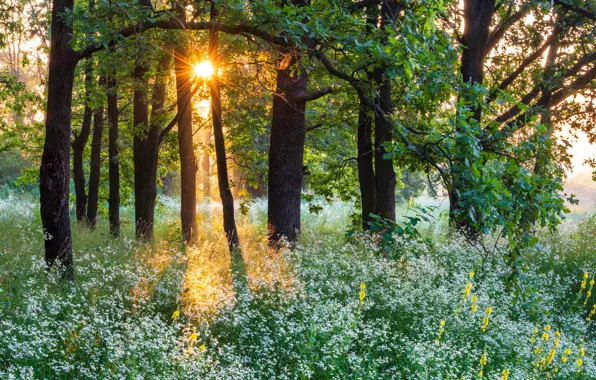 Picture forest, the sun, flowers