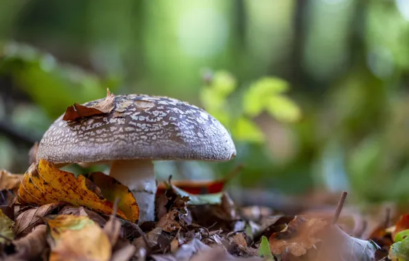 Picture leaves, mushroom, mushroom, bokeh