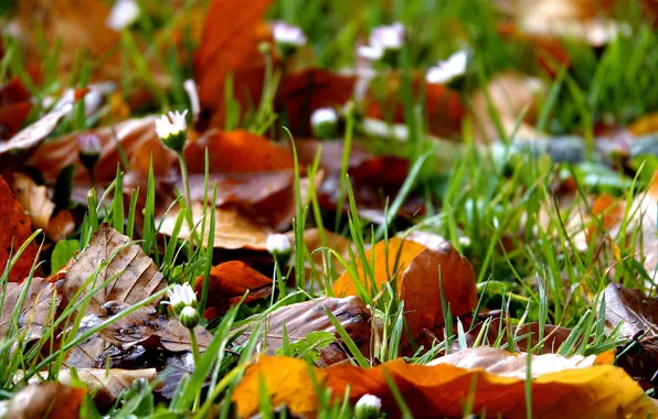 Picture grass, leaves, bokeh, autumn is coming