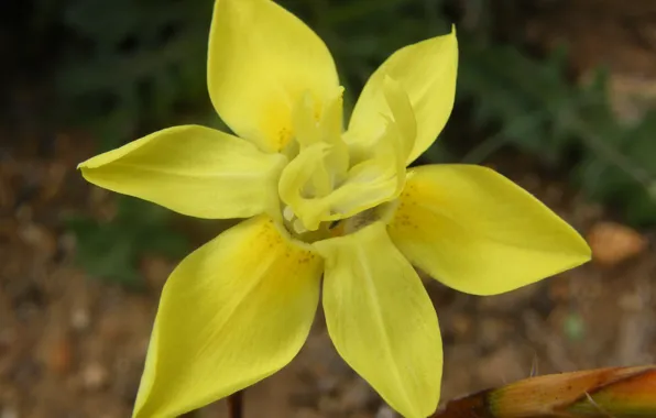 Yellow, yellow, South Africa, South Africa, Iridaceae, Moray, Iris, Moraea