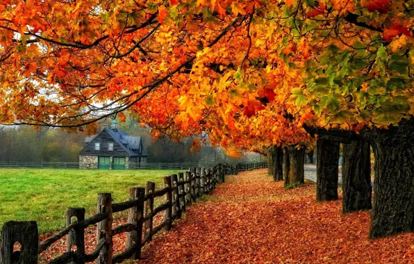 Picture autumn, trees, house, falling leaves, fence