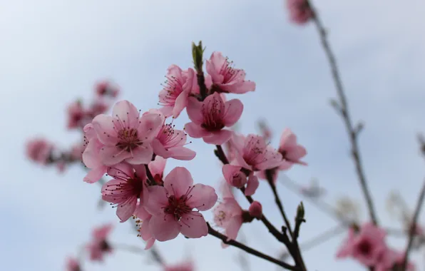The sky, sprig, spring, the evening, kidney, peach, pink flowers, translucent