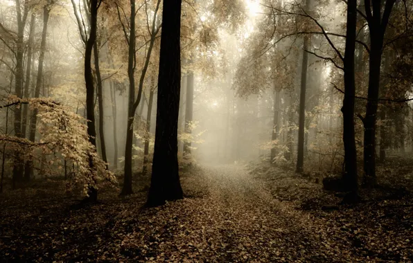 Road, autumn, forest, nature, day, dim