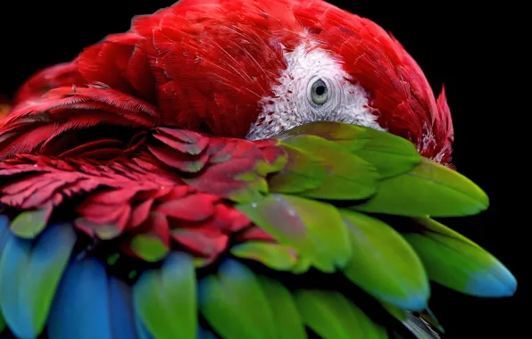 Look, bird, feathers, parrot, black background