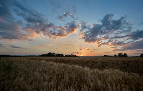Field, the sky, clouds, sunset, rye, space, ears, cereals