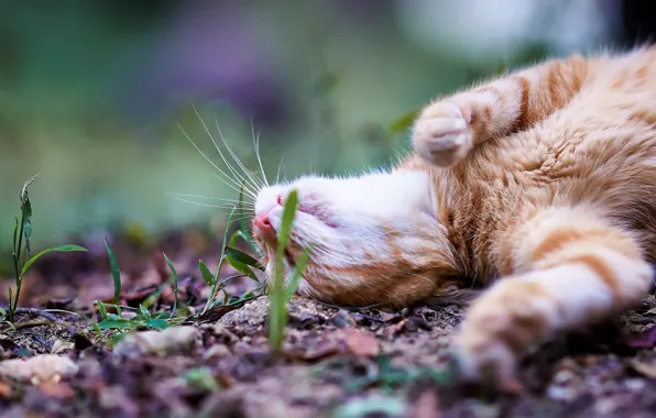 Picture earth, blur, lies, red cat