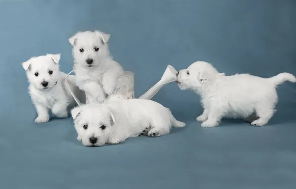 Dogs, puppies, white terriers