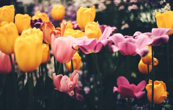 Flowers, petals, tulips, pink