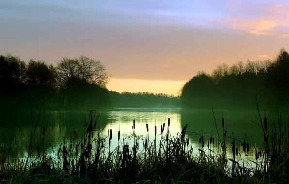 Fog, lake, morning, reed
