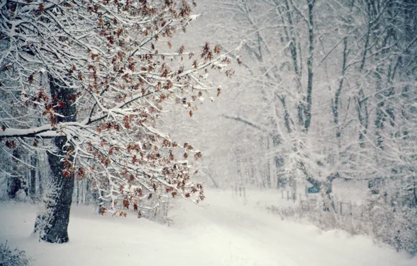Winter, snow, tree, Blizzard