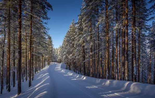 Winter, road, forest