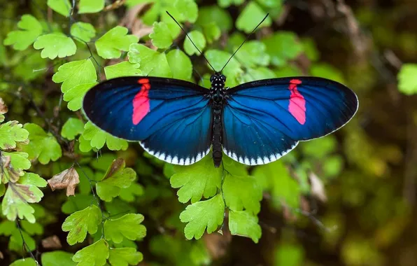 Leaves, microsemi, butterfly, wings, insect, beautiful, closeup