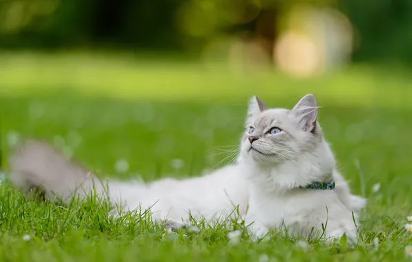 Picture cat, grass, cat