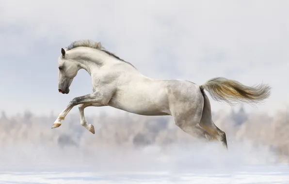 Picture horse, horse, running, runs