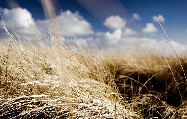 Field, summer, the sky, the sun, clouds, Wallpaper, plants, grass
