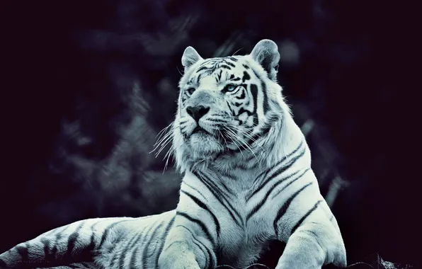 Strips, tiger, handsome