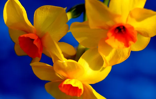 Picture flowers, paint, petals, Narcissus