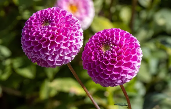 Summer, flowers, summer, flowers, the color purple, dahlias, Dahlia's, lilac color