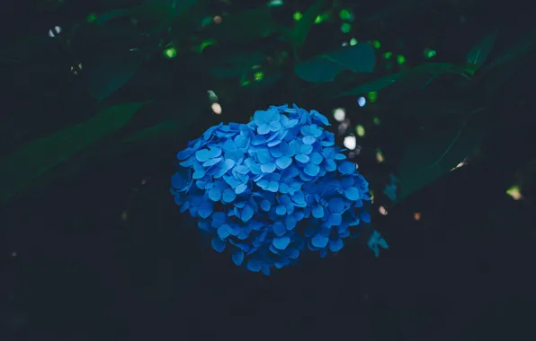 Flowers, blue, hydrangea