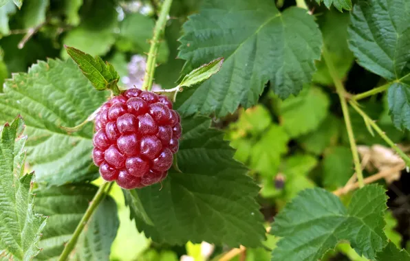 Raspberry, berry, berry