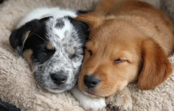 Dogs, black and white, together, puppies, red, puppy, fur, sleep