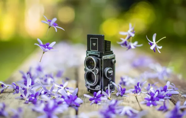 Picture flowers, background, camera