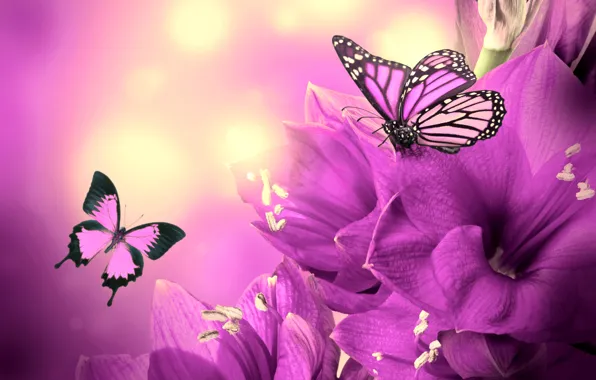 Flower, collage, butterfly, wings, petals