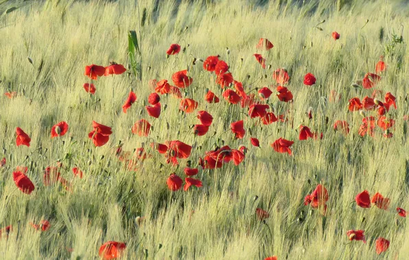 Summer, flowers, rye, Maki, meadow, red, ears, cereals