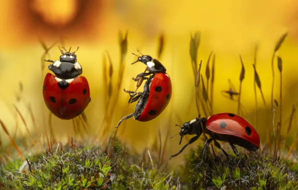 Macro, ladybug, moss, bugs, three, trio, yellow background, ladybugs