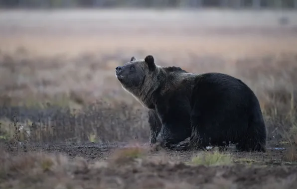 Field, grass, glade, bear, walk, bokeh, looking up