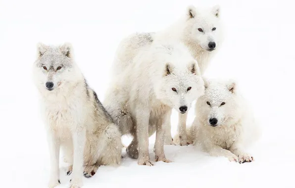 Nature, snow, predator, face, animal, wolf, wildlife, portrait