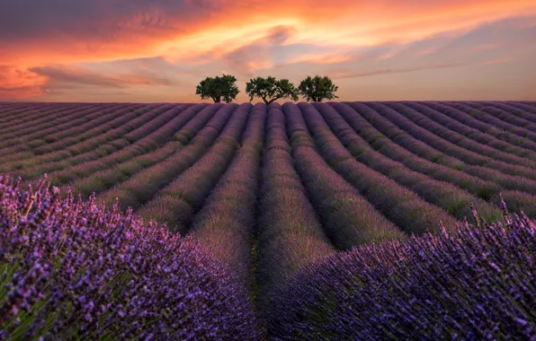 Field, summer, the sky, clouds, trees, line, landscape, sunset