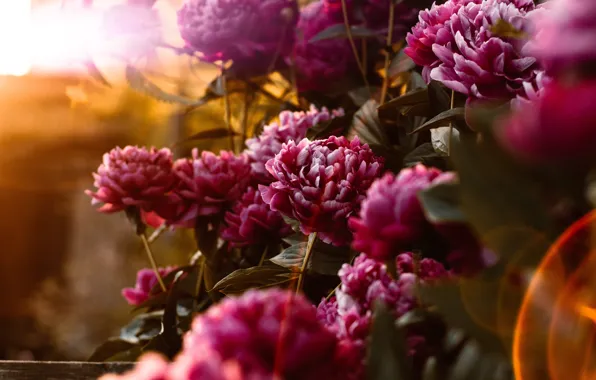 Leaves, rays, light, sunset, flowers, the evening, garden, pink