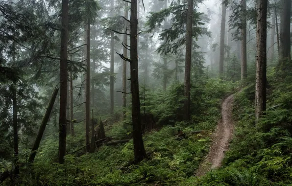 Picture forest, trees, nature, fog, path