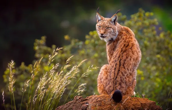 Back, lynx, sitting, rear view, the bushes, sitting back