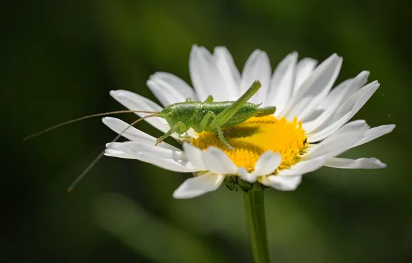 Picture flower, macro, grasshopper