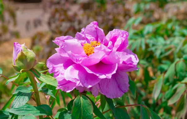 Flower, leaves, pink, spring, garden, flowerbed, bokeh, peonies