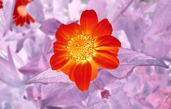 Leaves, flowers, abstract