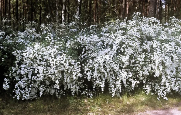 Summer, flowers, heat, may