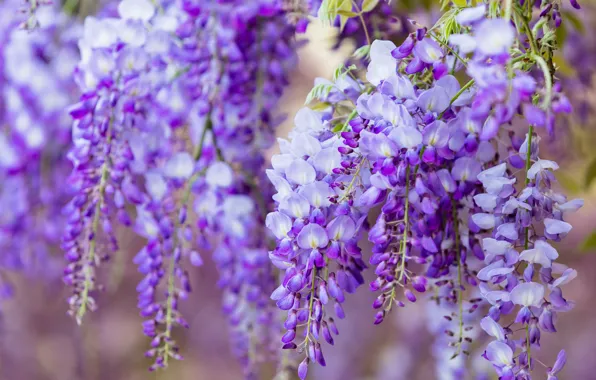 Macro, flowers, branches, nature, background, color, beauty, spring