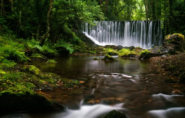 Forest, stones, foliage, waterfall