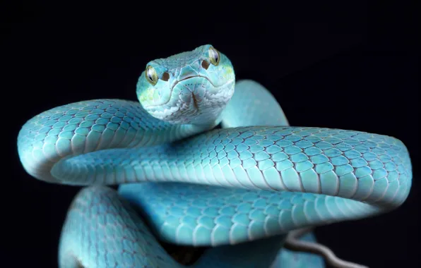 Look, snake, Python, black background, blue
