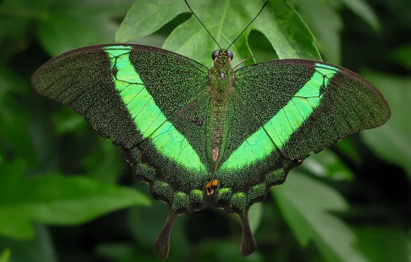Leaves, microsemi, wings, Butterfly, insect, beautiful, closeup
