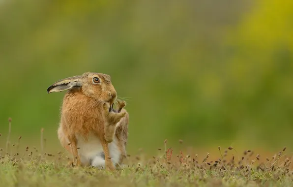 Picture nature, background, Brown Hare