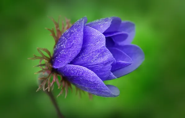 Macro, blue, nature, Flower, petals