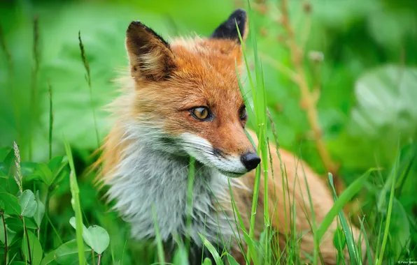 Grass, Fox, Fox