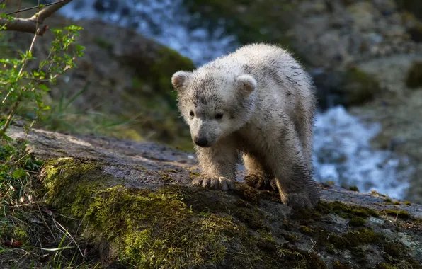 Picture nature, background, bear