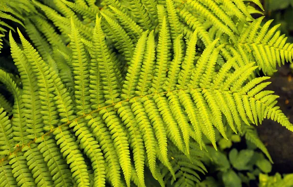 Leaf, plant, fern