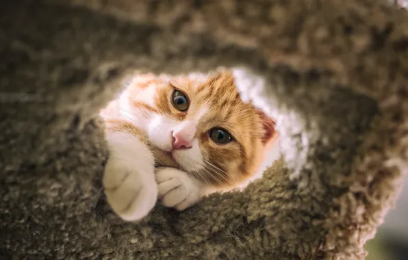 Cat, look, pose, kitty, portrait, legs, red, fur